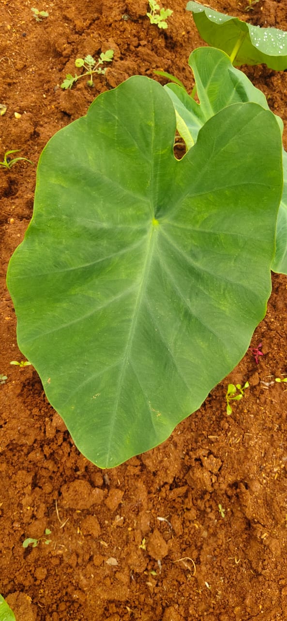 Arbi leaves | Buy Organic Vegetables & Groceries Online | Farmers Nest